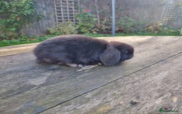 Mini Lop rabbits for sale: Mini lop does *SOLD* - Image 4