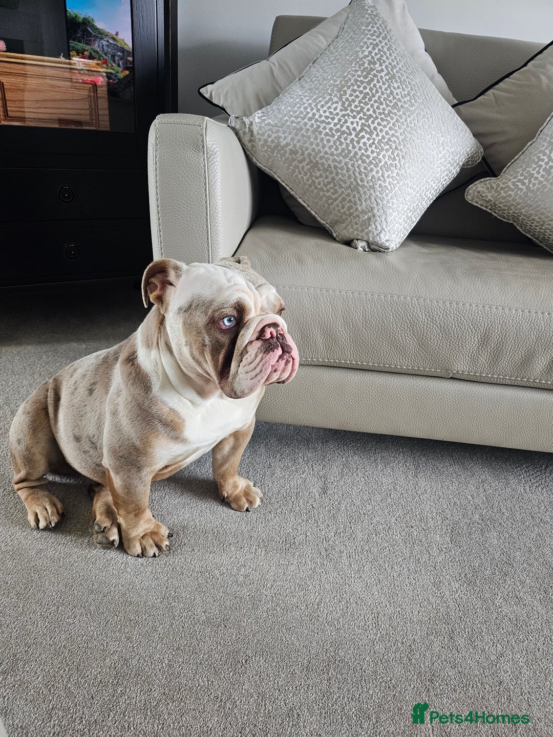 Mixed Breed dogs for sale: English Bull Dog (Lilac Merle) F1  - Image 2