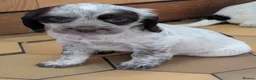 Sprocker dogs for sale: Stunning litter of sprockers  - Advert 3