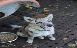 Mixed Breed dogs for adoption: 💙🐶 NICK AND MAILY 🐶💖 - Image 22