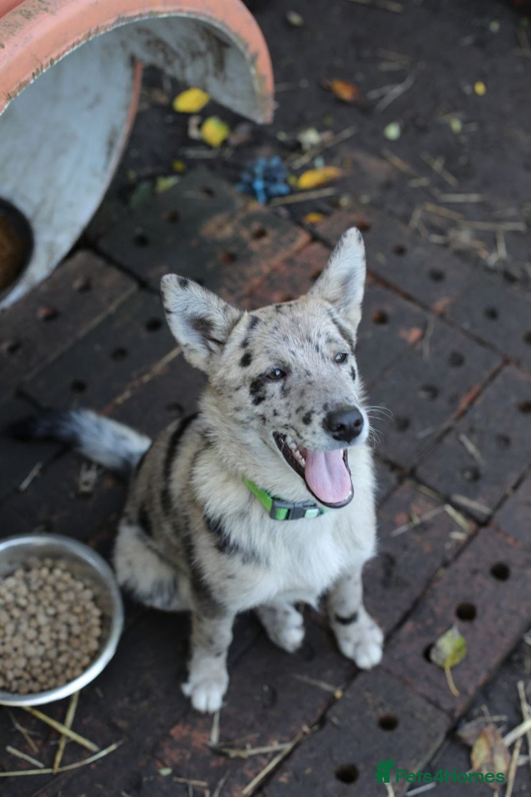 Mixed Breed dogs for adoption: 💙🐶 NICK AND MAILY 🐶💖 - Image 22