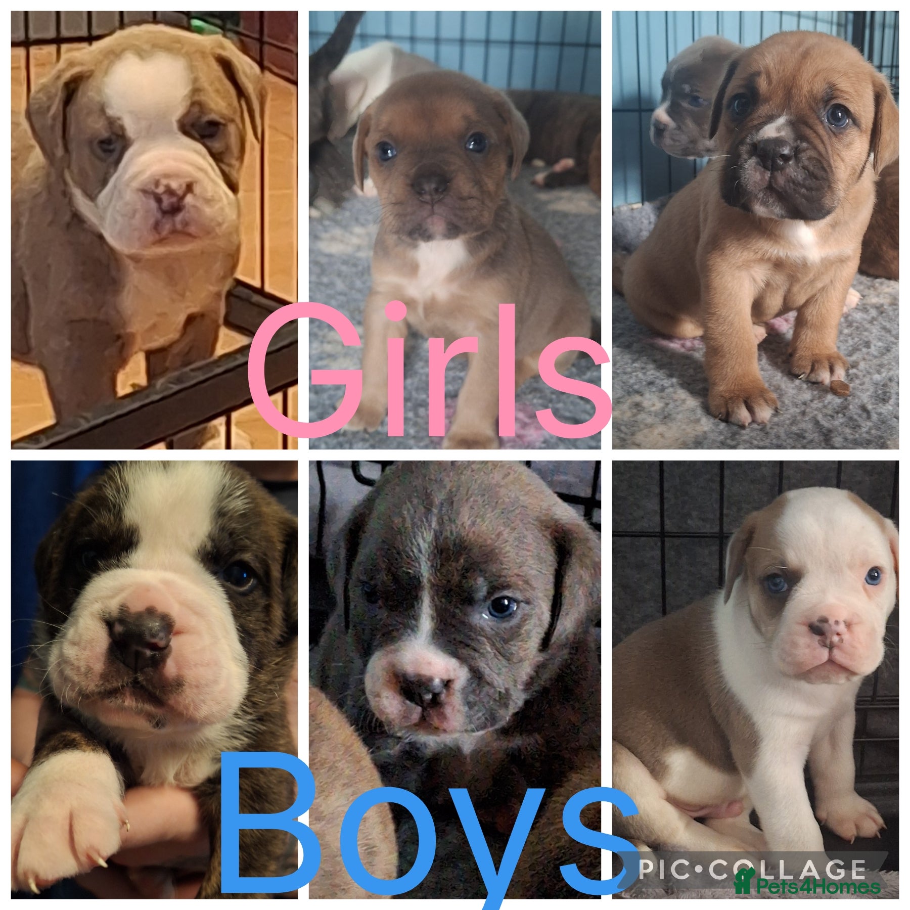 Mixed Breed dogs Old tyme x puppys  - Advert 2