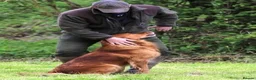 Golden Retriever dogs for sale: DARK RED KC REG GOLDEN PUPPIES HEALTH TESTED CLEAR - Advert 22