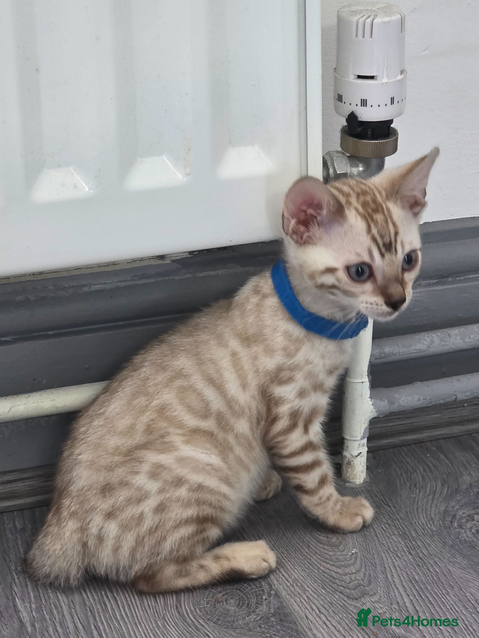Bengal cats ACTIVE SNOW BENGAL KITTEN BLUE EYES TICA REGISTER - Advert 8