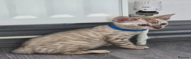 Bengal 1 blue collar