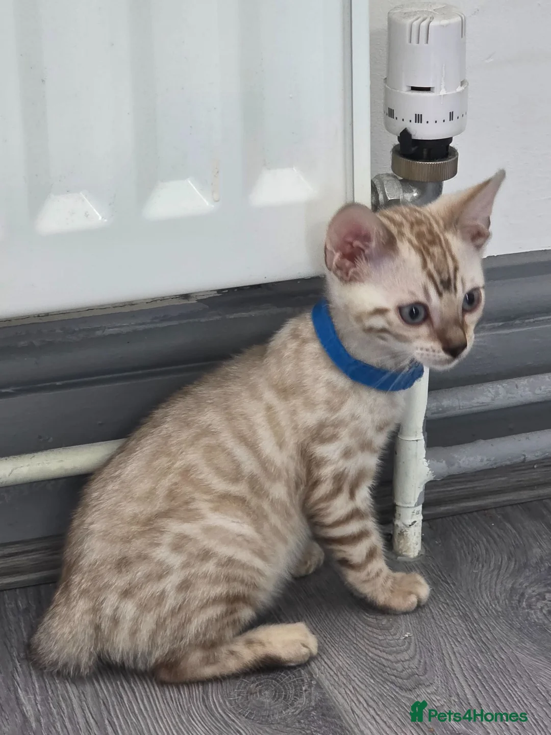 Bengal cats for sale: ACTIVE SNOW BENGAL KITTEN BLUE EYES TICA REGISTER - Advert 1