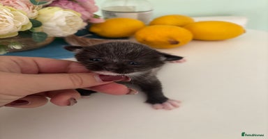 Russian Blue cats - Advert 1