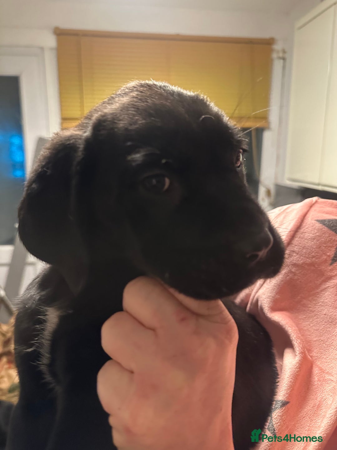 Cane Corso dogs for sale: Mr A Hendy - Advert 11