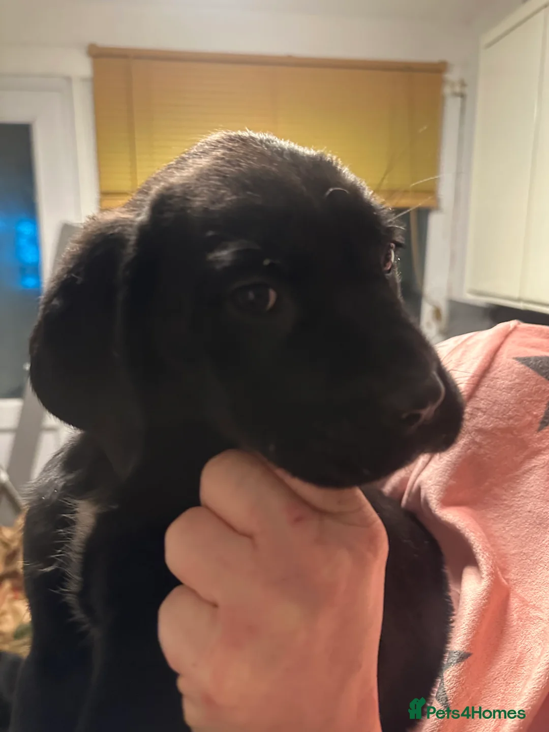 Cane Corso dogs for sale: Mr A Hendy - Advert 11