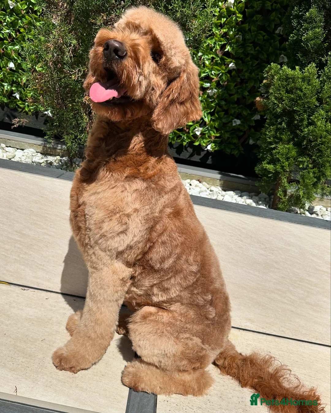 Gallery Image {{count}}