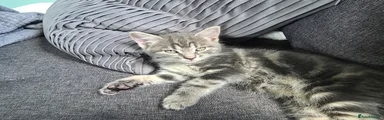 Mixed Breed Kitten 4