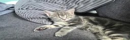 Mixed Breed cats for sale: Tabby kittens  - Advert 5