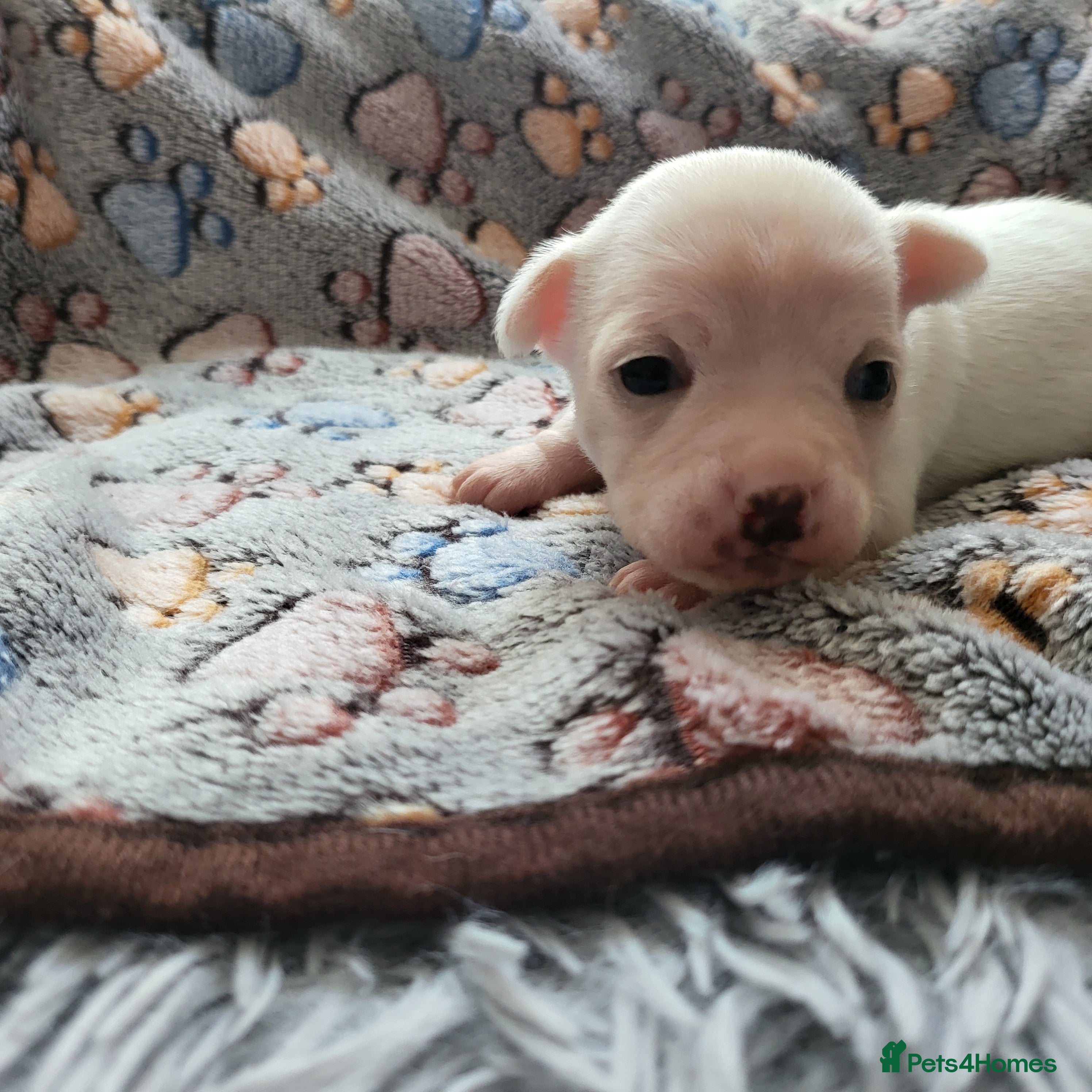 Chihuahua dogs 3 beautiful smooth coat chihuahuas KC registered. in Enfield - Advert 5