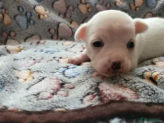 Chihuahua dogs 3 beautiful smooth coat chihuahuas KC registered. in Enfield - Advert 4