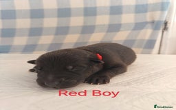 German Shepherd dogs for sale: German Shepherd Puppies - Image 12