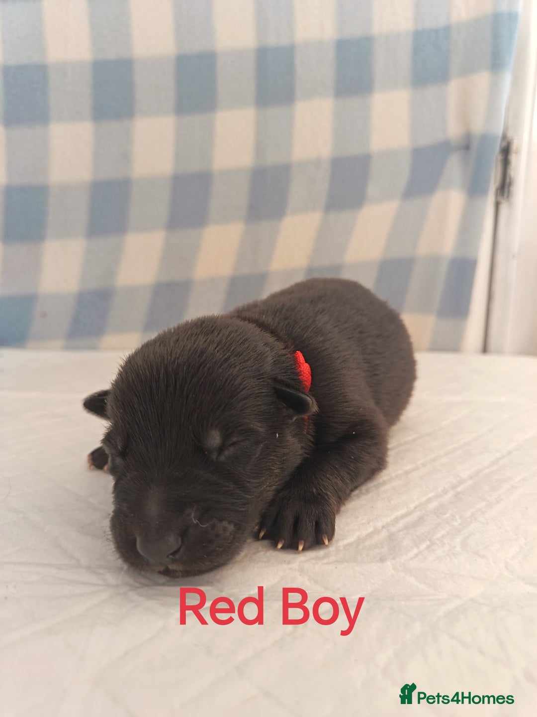German Shepherd dogs for sale: German Shepherd Puppies - Image 12