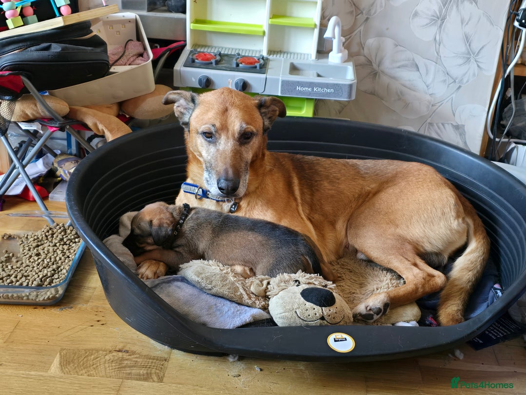 Mixed Breed dogs for sale: 1Boy Left German Shepherd Staffy Dogue de Bordeaux - Image 11