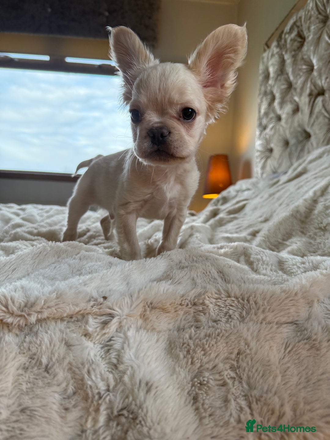 French Bulldog dogs for sale: Stunning Fluffy French bulldog puppies - Advert 4