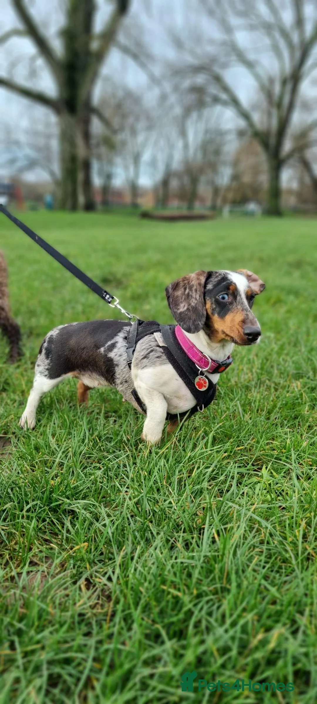 Miniature Dachshund dogs for adoption: Beautiful Dachshund For Adoption - Advert 3