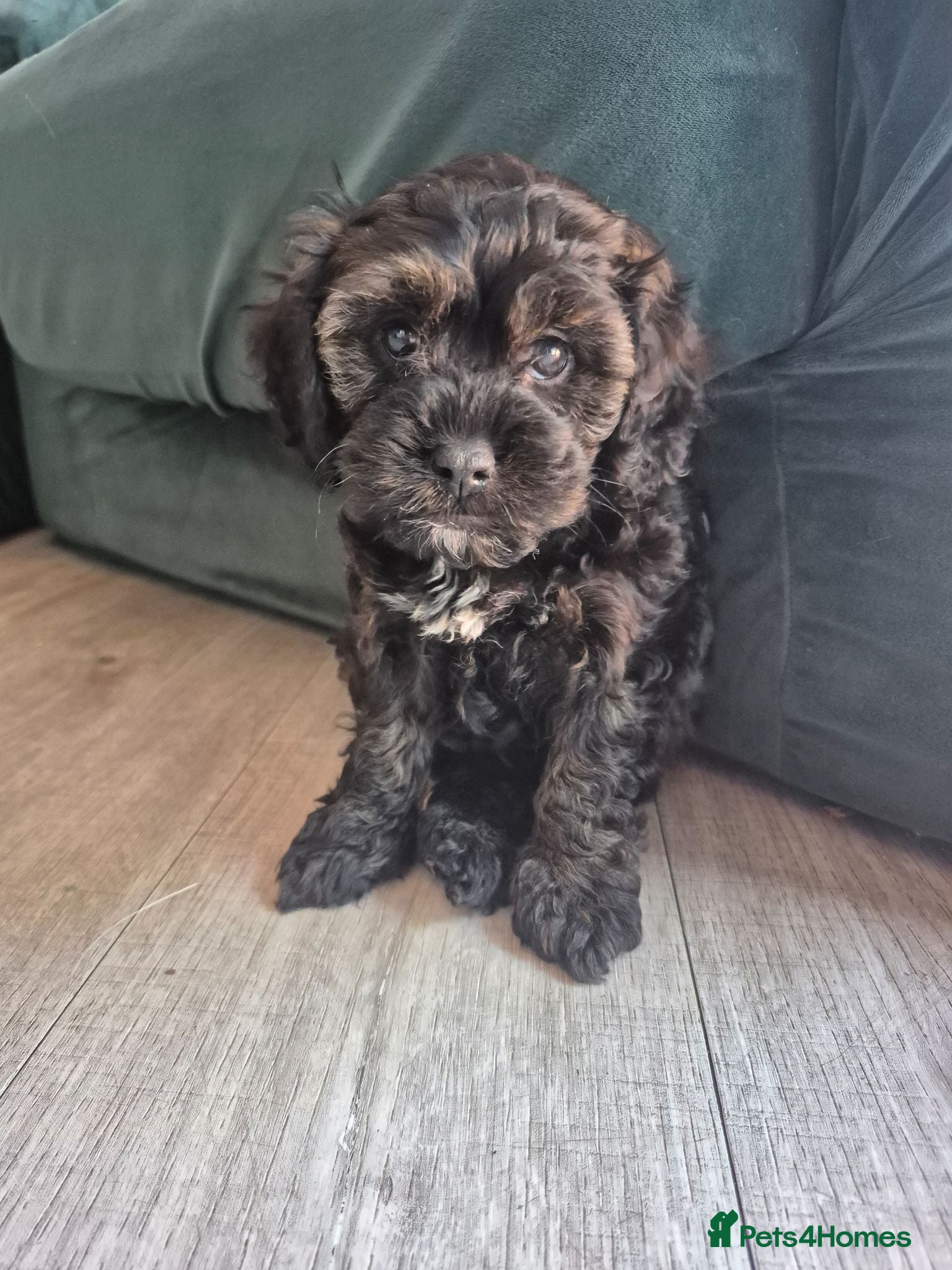 Cavapoo dogs Multigen cavapoos ONLY 2 AVAILABLE  - Advert 1