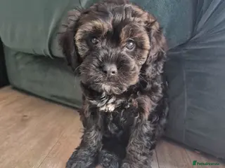 Cavapoo dogs Multigen cavapoos ONLY 2 AVAILABLE - Advert 1
