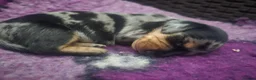 Miniature Dachshund dogs for sale: 2 shaded red girls left KC mini Dacshunds - Advert 6