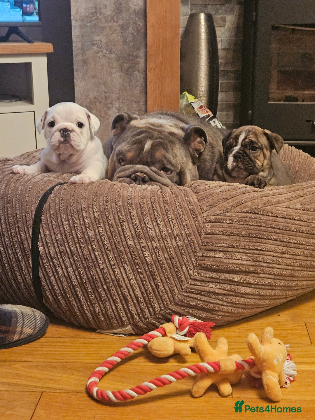 English Bulldog dogs for sale: English bulldogs - Advert 3