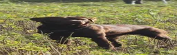 Labrador Retriever dogs for sale: KC registered working Labrador Puppys - Advert 3