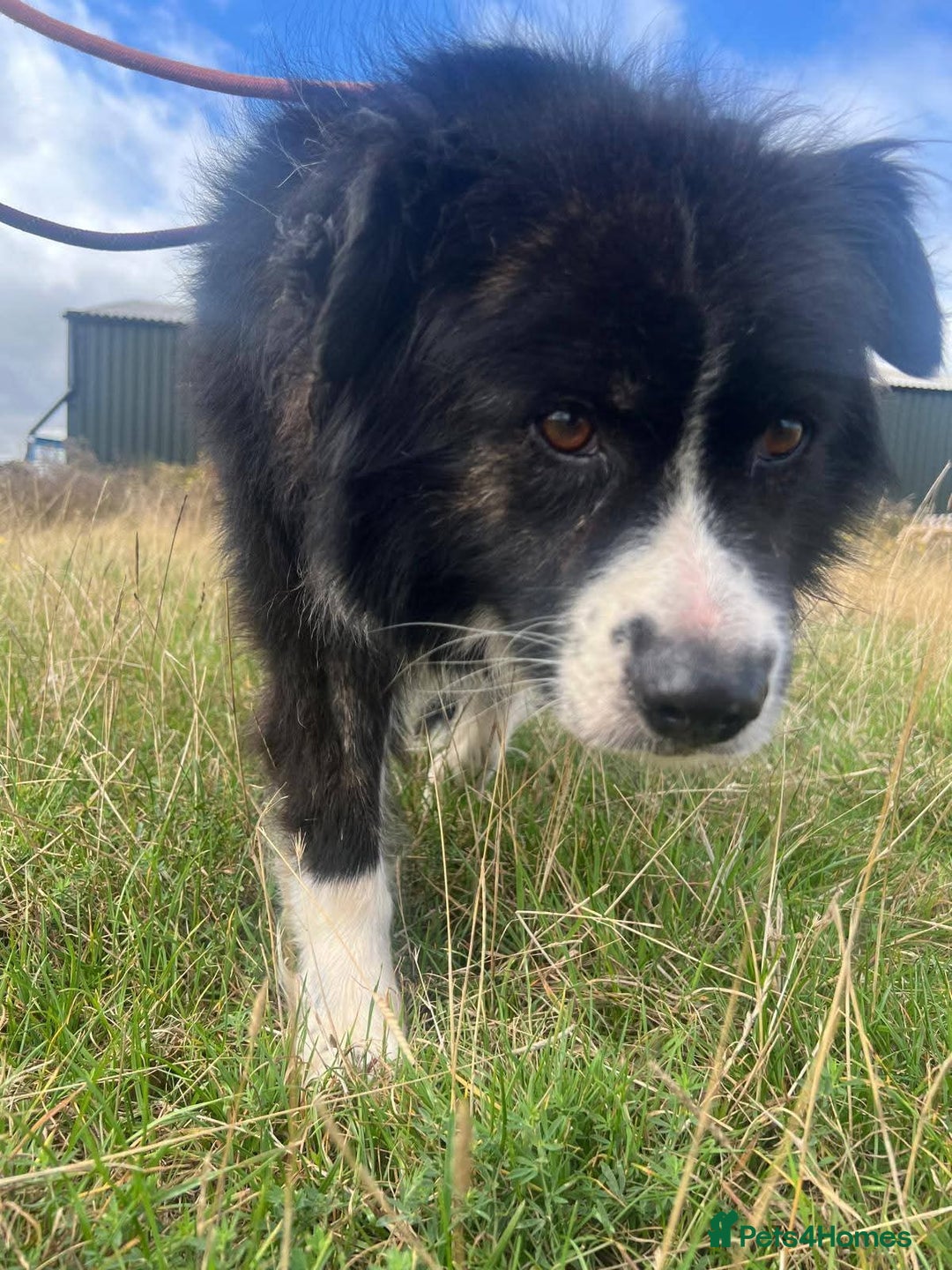 Mixed Breed dogs for adoption: Meet Cassy, currently residing in Essex  - Image 9