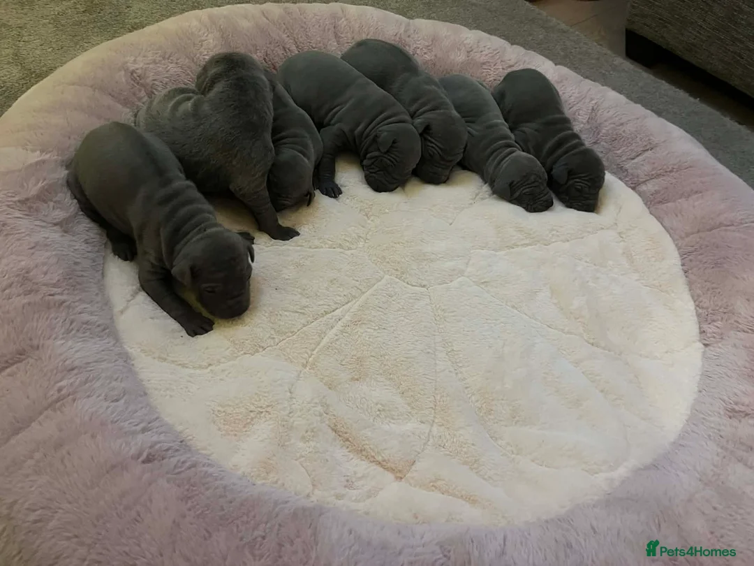 Thai Ridgeback dogs for sale: (New pictures)Thai Ridgeback puppy’s 🏆 - Advert 8