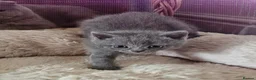 British Shorthair cats for sale: 🐾 Beautiful British Shorthair Kittens  🐾 in Coventry - Advert 9