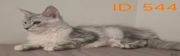 Maine Coon cats for sale: Maine Coon Kittens - Advert 13