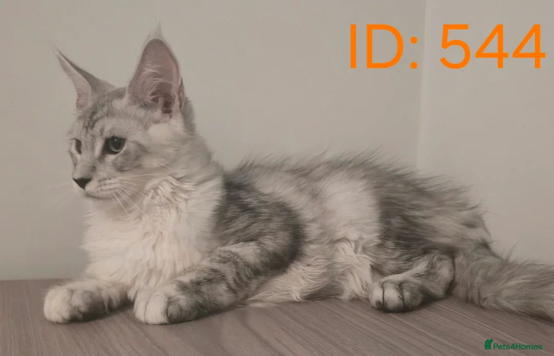 Maine Coon cats for sale: Maine Coon Kittens - Advert 13