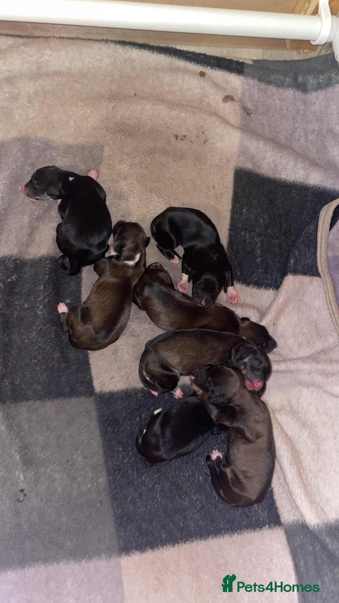 Saluki dogs for sale: Saluki puppies - Advert 4