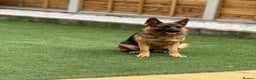 German Shepherd dogs for sale: Gorgeous German Shepherd Female for loving home - Advert 5