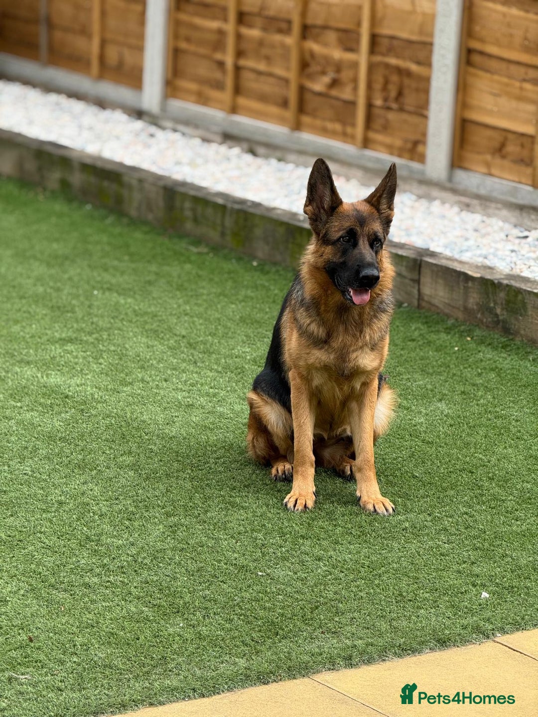German Shepherd dogs for sale: Gorgeous German Shepherd Female for loving home - Advert 5