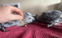 Parrots birds for sale: Cuddly tame african grey babies - Image 2