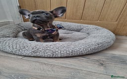 French Bulldog dogs for sale: Quality pups 4 Panel DNA Clear Gold Sierra Lines - Image 21