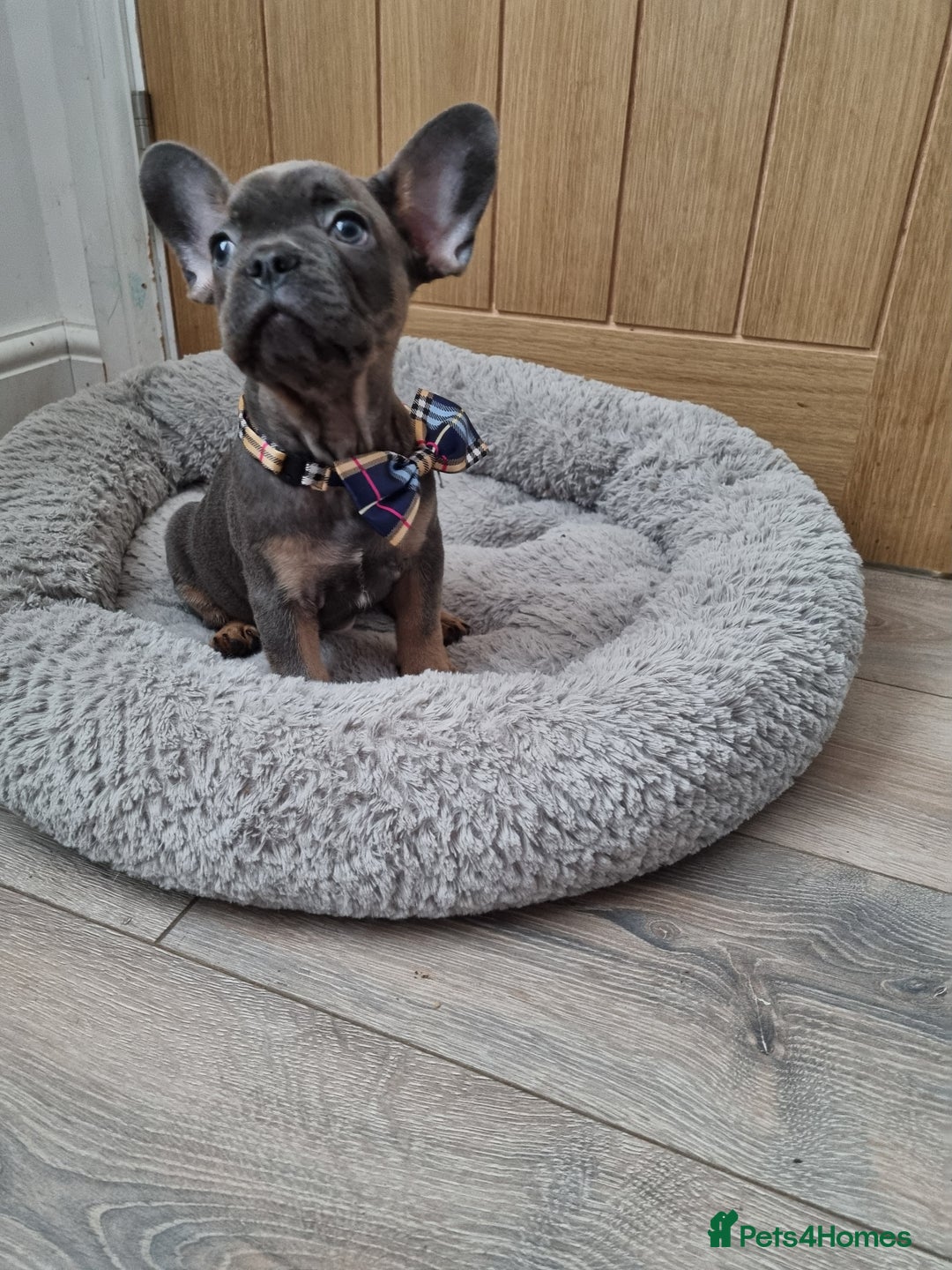 French Bulldog dogs for sale: Quality pups 4 Panel DNA Clear Gold Sierra Lines - Image 21