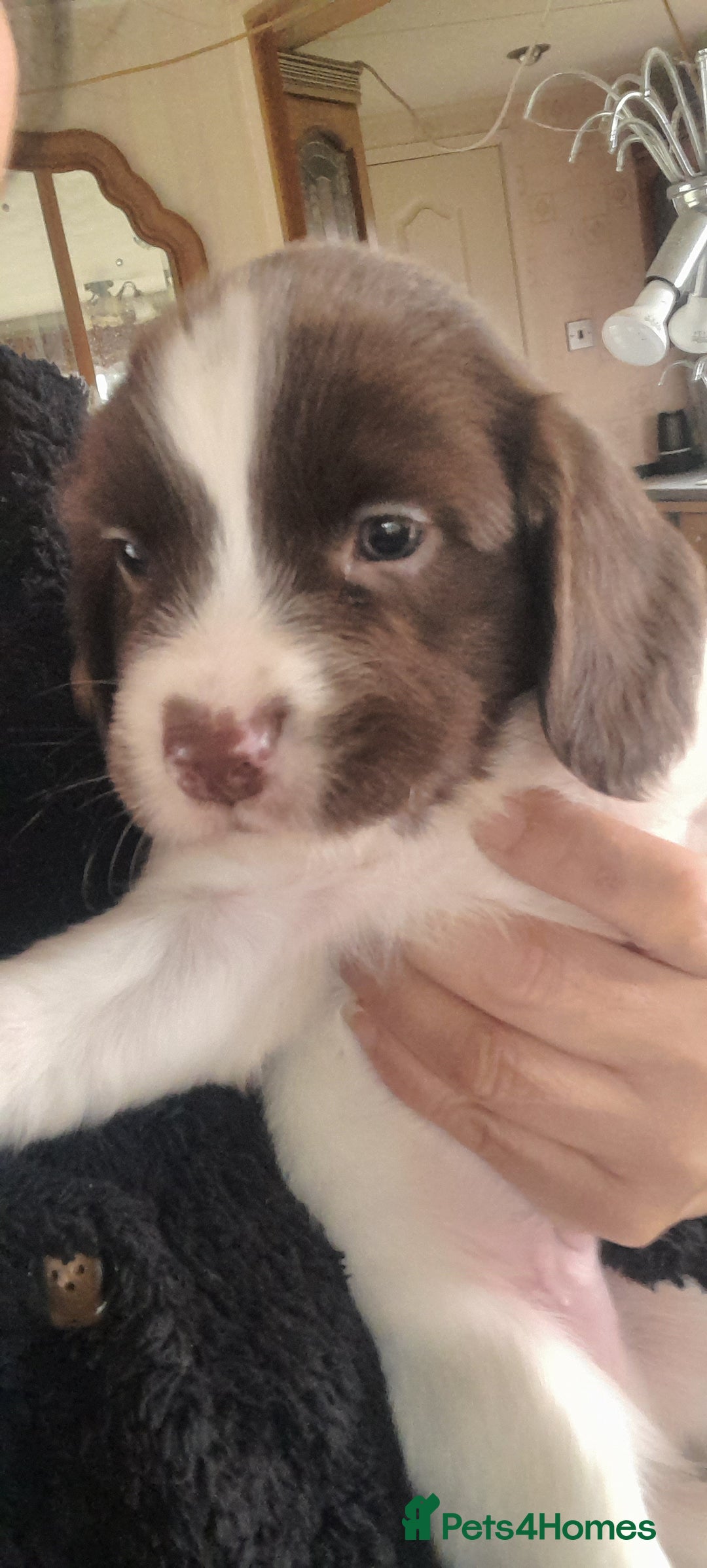 English Springer Spaniel dogs for sale: Beautiful Litter of English Springer Spaniels  - Image 2
