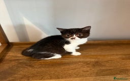British Shorthair cats for sale: Top quality GCCF reg BSH grand champion lines - Image 34
