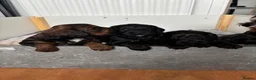 Cockapoo dogs for sale: F2 cockapoo puppies - Advert 2
