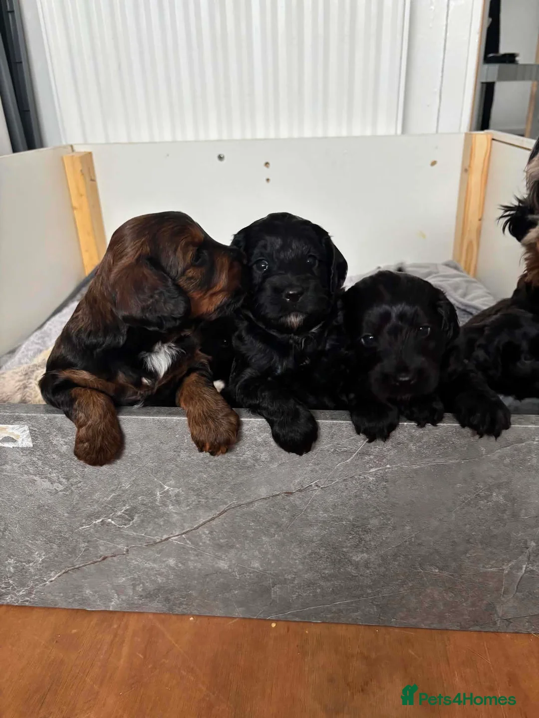 Cockapoo dogs for sale: F2 cockapoo puppies - Advert 2