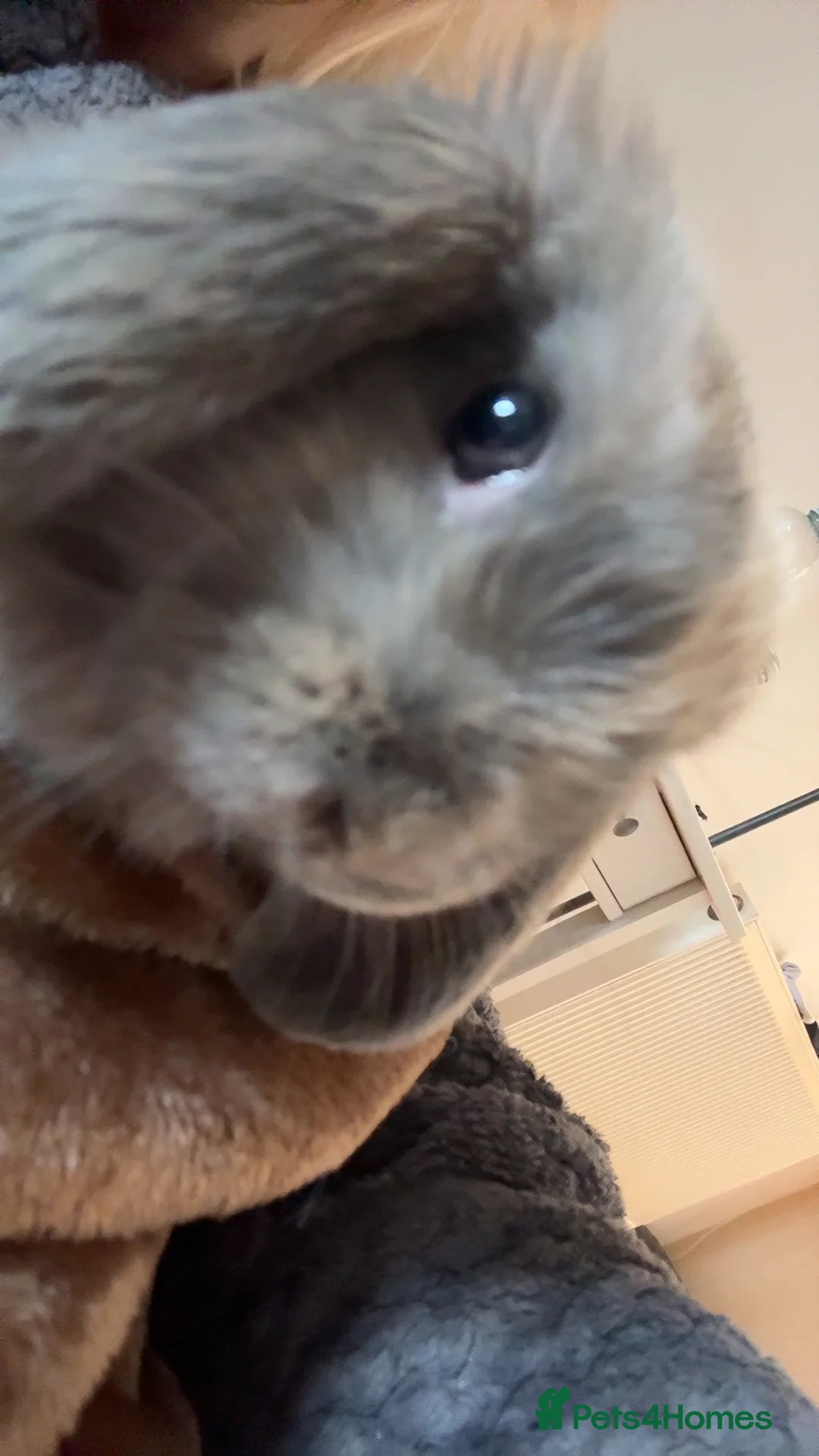 Mini Lop rabbits for sale: Harlequin mini lop for adoption  - Advert 3