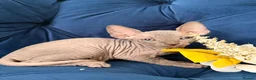 Sphynx cats for sale: 3 stunning kittens available! - Advert 27