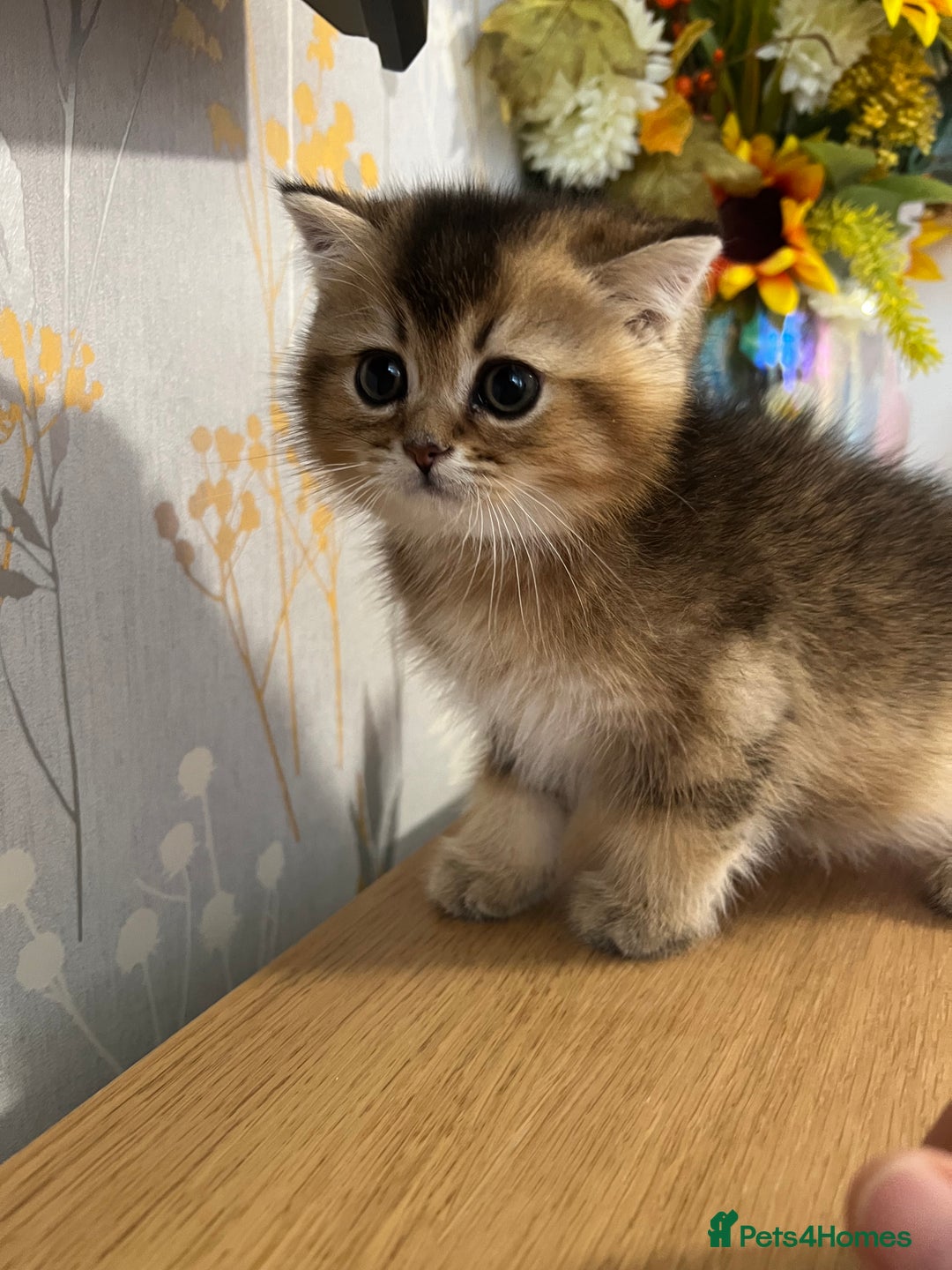 Scottish Fold cats for sale: One Adorable Scottish Fold Kitten ready for a home in Gravesend - Image 6