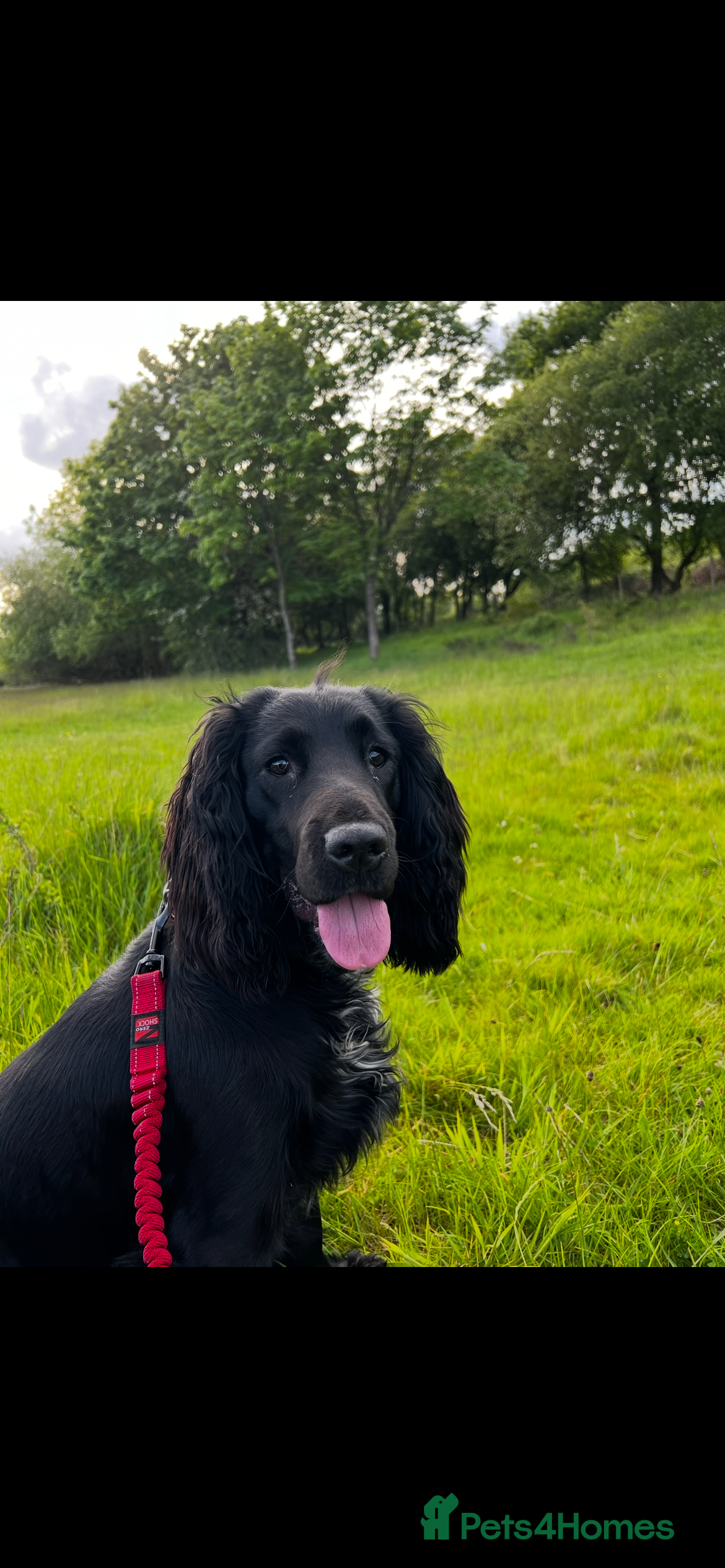 Sprocker dogs Beautiful sprocker puppies for sale. - Advert 1