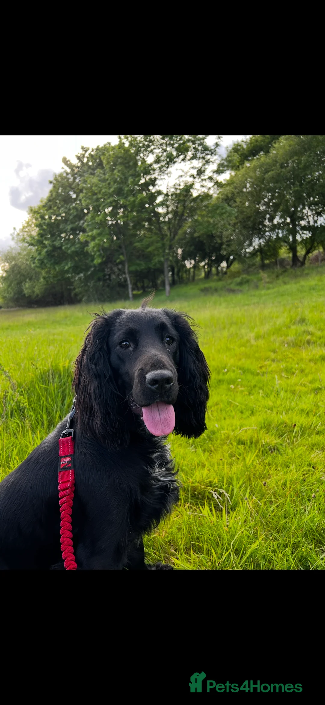 Sprocker dogs for sale: Beautiful sprocker puppies for sale. - Advert 1