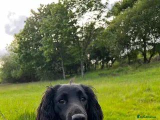 Sprocker dogs Beautiful sprocker puppies for sale. - Advert 1