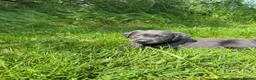 Labrador Retriever dogs for sale: RARE Stunning Silver & Charcoal Labrador Boy pups - Advert 4